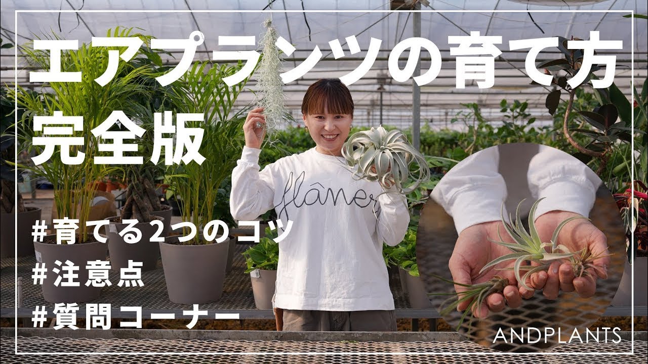 【初心者向け】エアプランツの育て方！失敗しないポイントとお手入れのコツ✨🌿