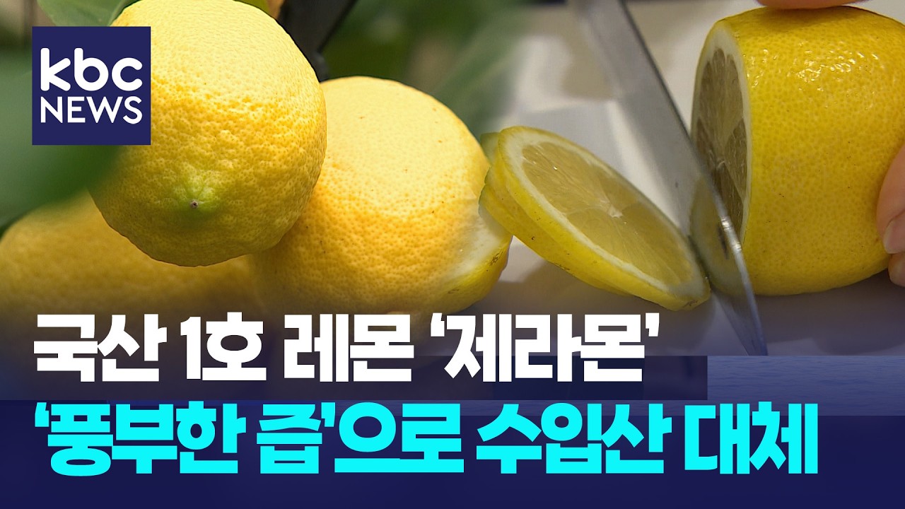 첫 국산 레몬 '제라몬'...풍부한 즙으로 수입 레몬 대체 / KBC뉴스