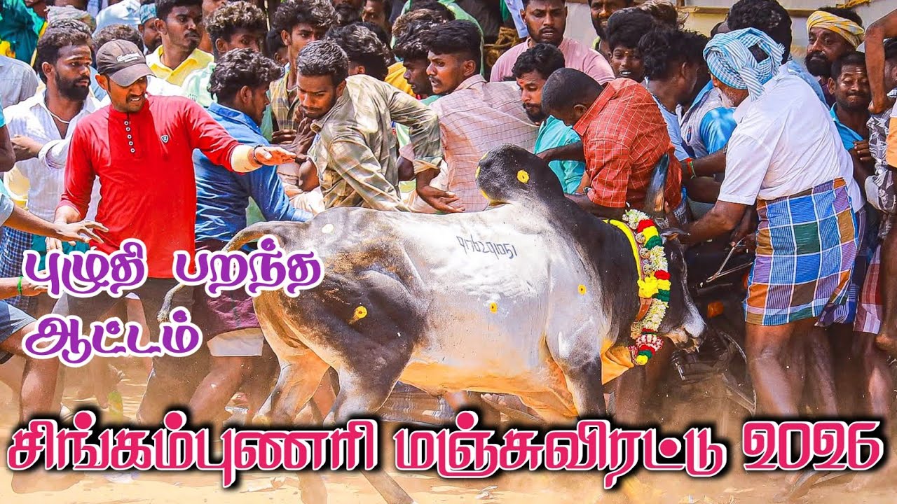 சிறப்பாக நடைபெற்ற சிங்கம்புணரி மஞ்சுவிரட்டு 2026 sinkapunari manjuvirattu 
