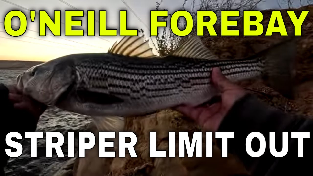 Striper Fishing Quick Limit!!!(O'Neill Forebay Fishing)