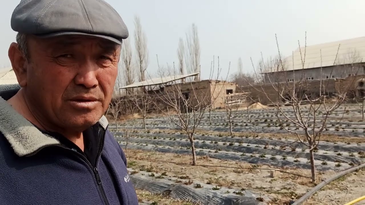 Бакты акылдуу суугарууга өткөргөн  багбан...