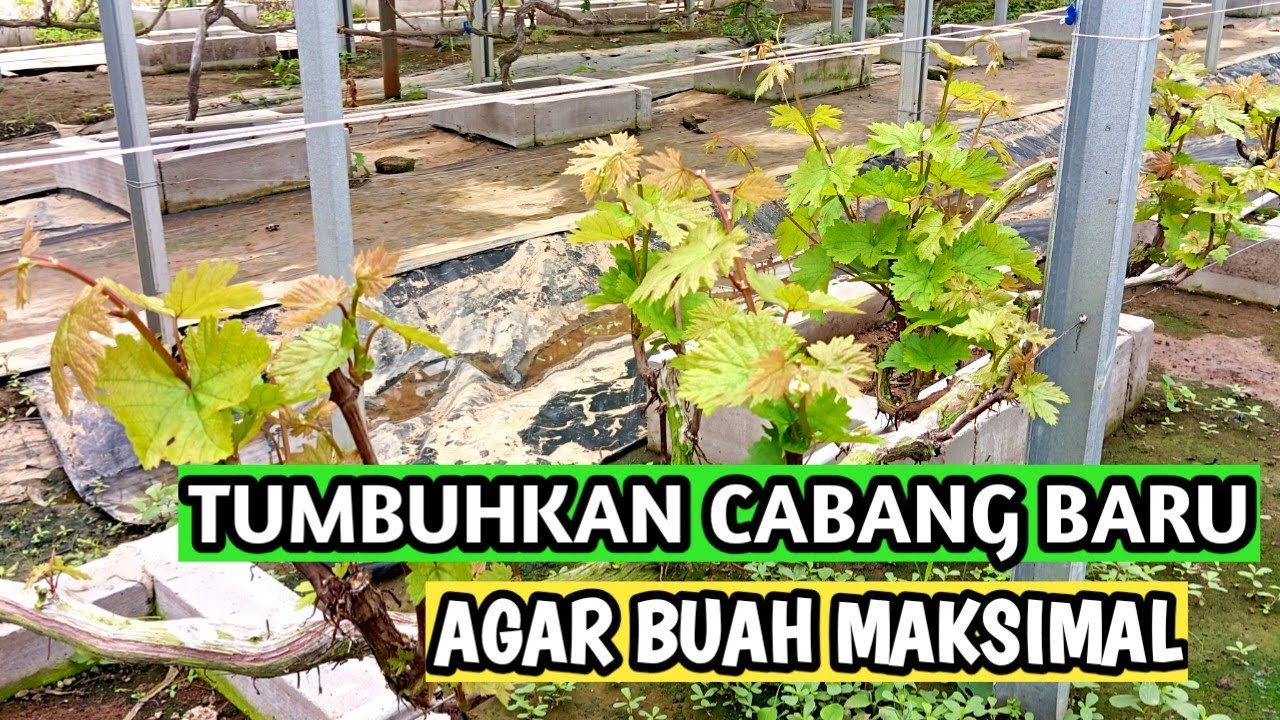 Pangkas tanaman anggur dengan cara ini || Tumbuhkan cabang baru supaya buah maksimal