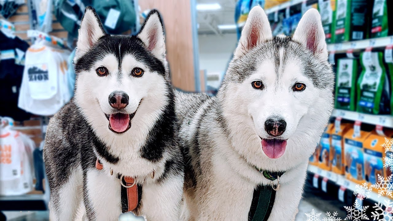 My Husky Goes On A Shopping Spree | PetSmart Haul for My Dogs