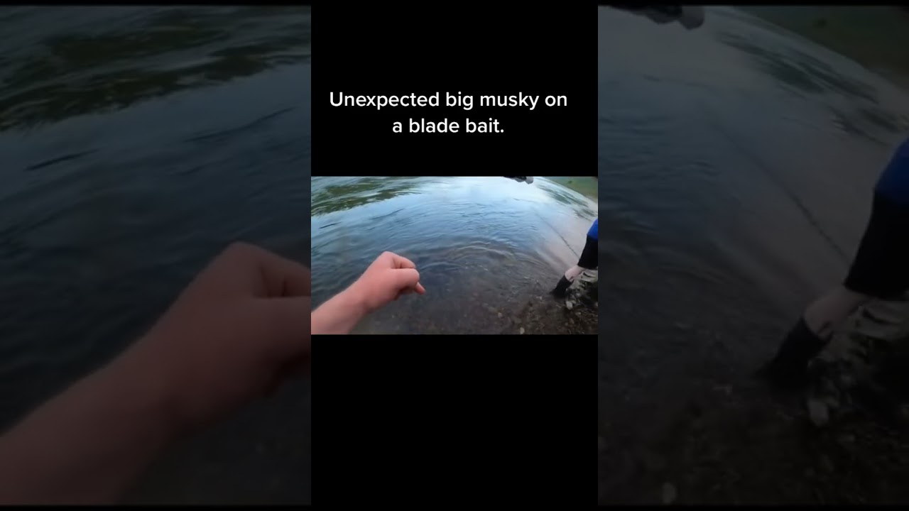 Big musky takes blade bait #musky #fishing #riverfishing #FishingPA