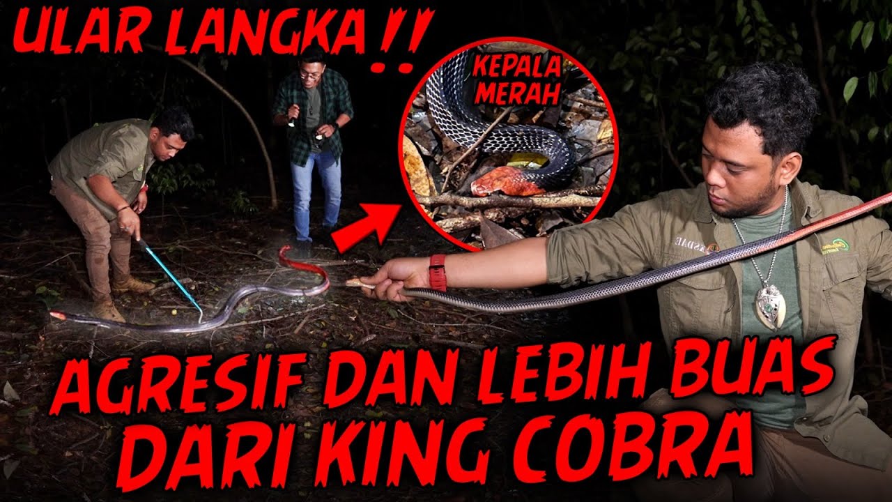 INILAH ULAR KEPALA MERAH!!SANGAT MEMATIKAN DAN LANGKA,PENGHUNI HUTAN SUMATERA