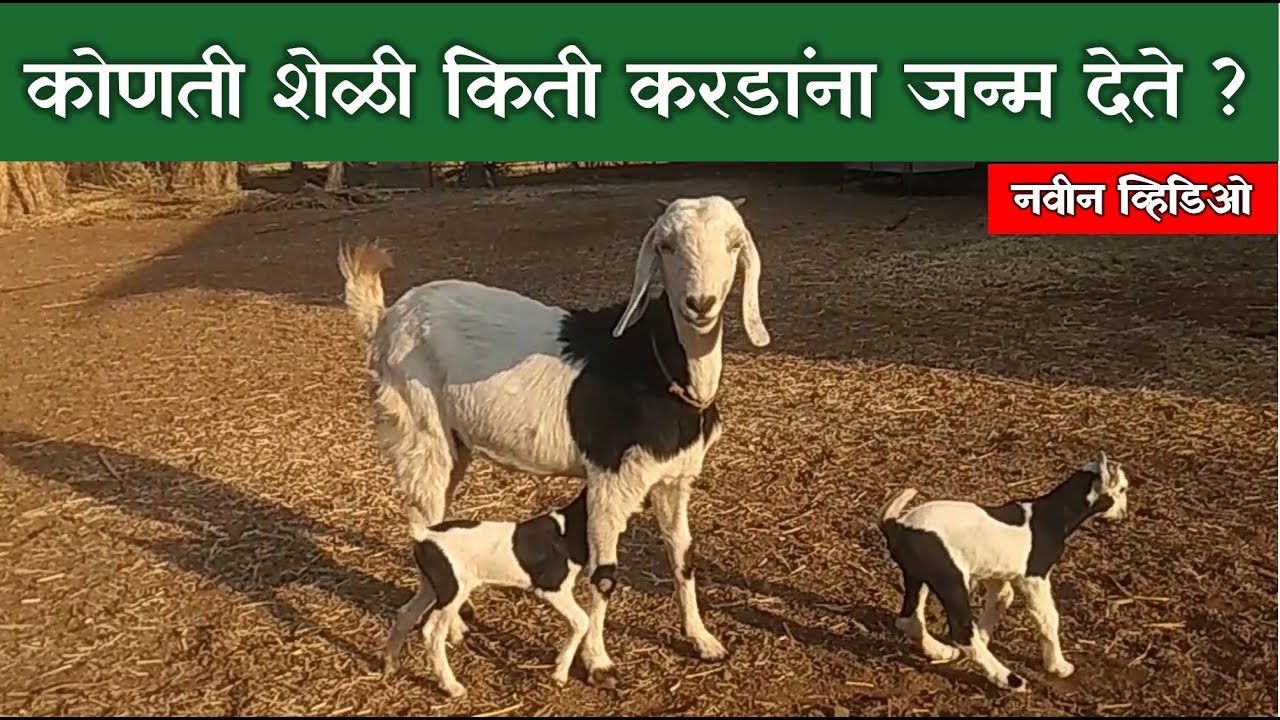 कोणती शेळी किती करडांना जन्म देते? | Production Rate | How Many ? |🐐🔥