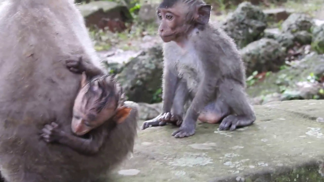 Be About To Die Dolly Push , Pull and Bit Baby Brutus Jr Seriously| So Crazy Dolly