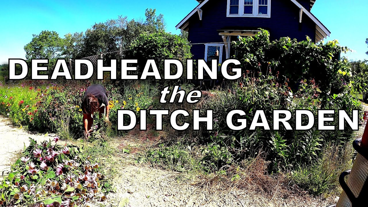 Deadheading and Weeding the Ditch Garden