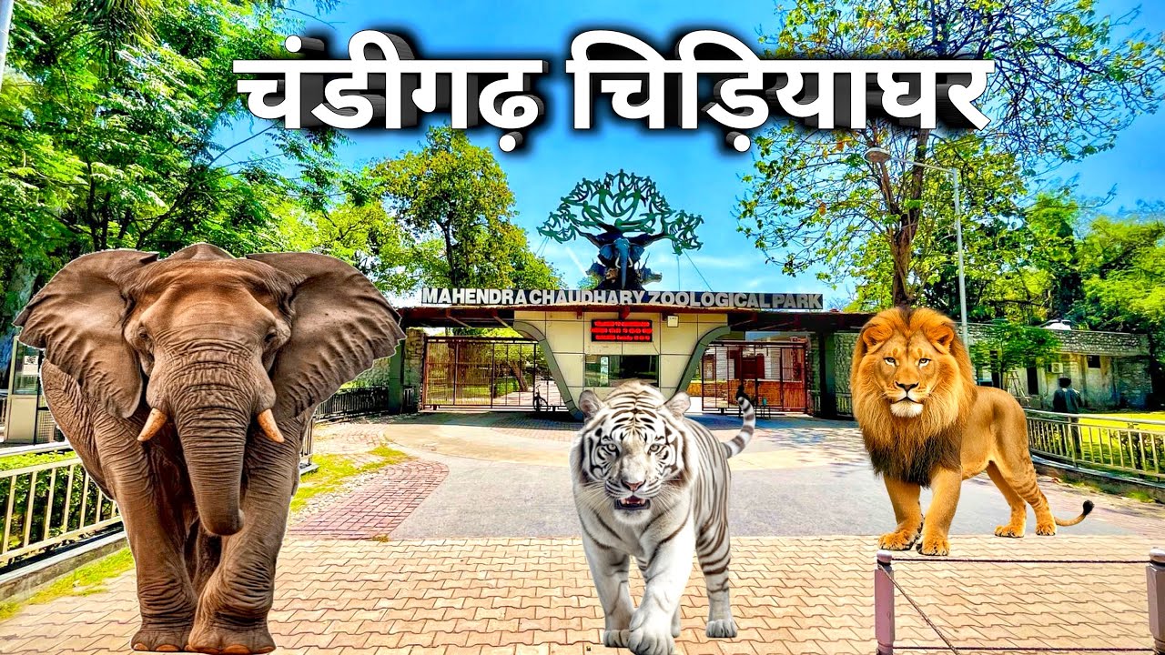 Chandigarh Zoo || चण्डीगढ़ चिड़ियाघर ॥Mahendra Choudhary Zoological park Chandigarh