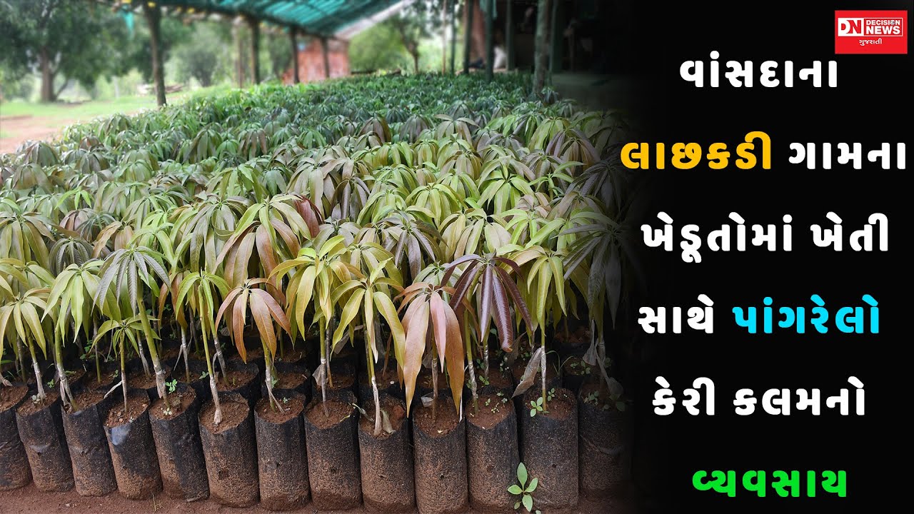 લાછકડીના ખેડૂતો કરતા થયા ખેતી સાથે હજારો રૂપિયાનો નફો રળી આપતો કેરી કલમનો વ્યવસાય