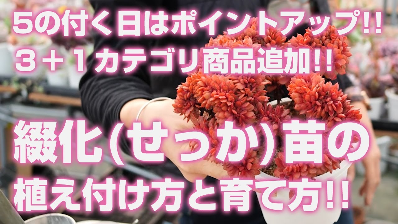 【多肉植物】３＋１カテゴリ商品追加!!綴化(せっか・てっか)苗の植え付け方と育て方!!【succulent】トロピカルガーデン