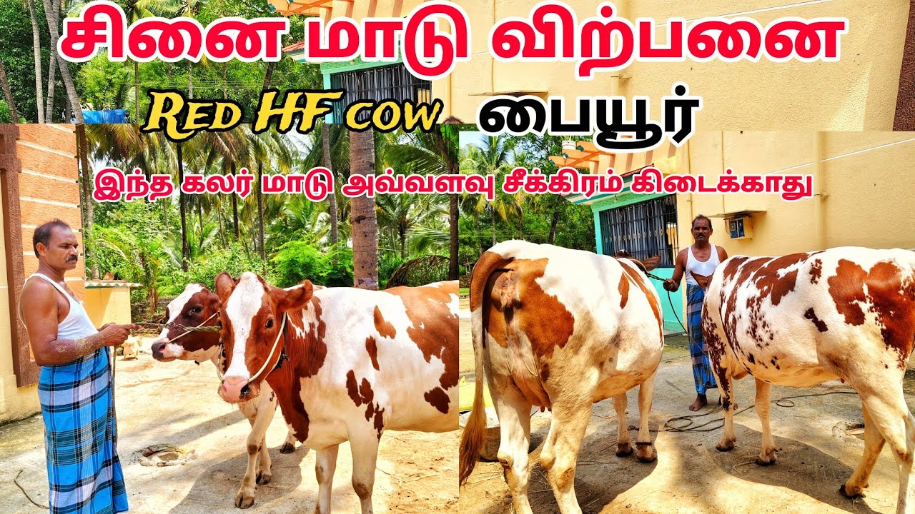 Red HF cow இந்த கலர் மாடு அவ்வளவு சீக்கிரம் கிடைக்காது சினை மாடு விற்பனை பையூர்