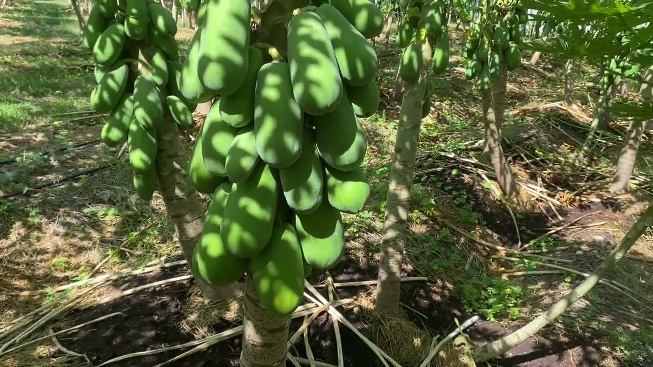 อัพเดท มะละกอฮอลแลนด์ปลูกแบบฟื้นฟูดิน(Regenerative agriculture farming) เริ่่มแต้มแล้ว