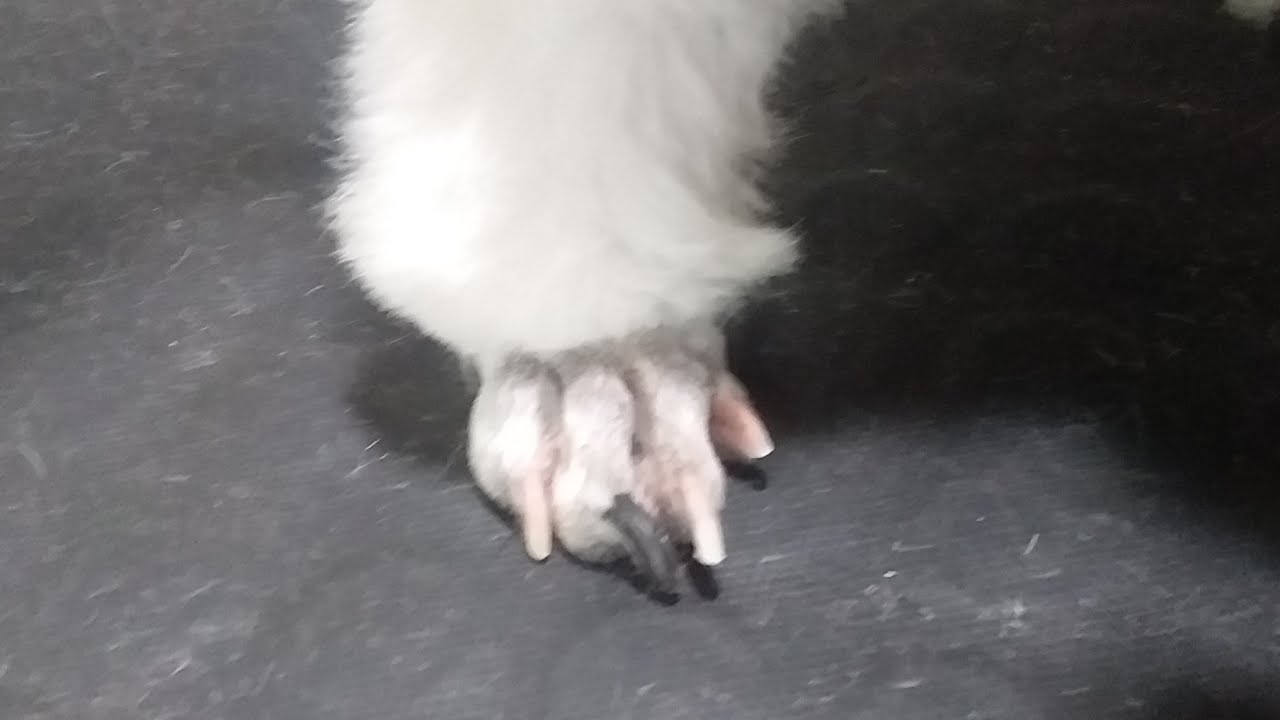 Jeito fácil de raspar as patinhas(botinhas de Poodle) dos cães