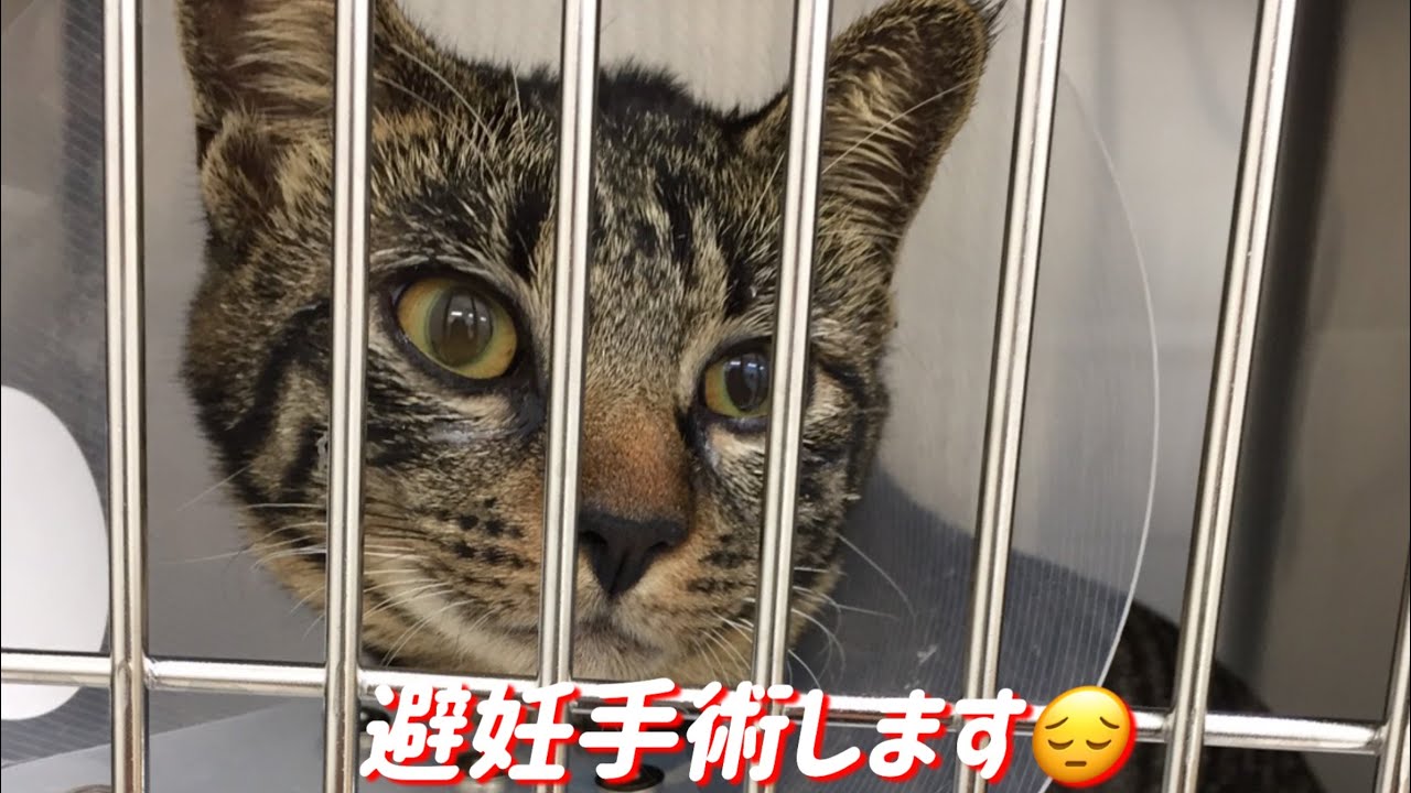 ナルちゃん避妊手術
