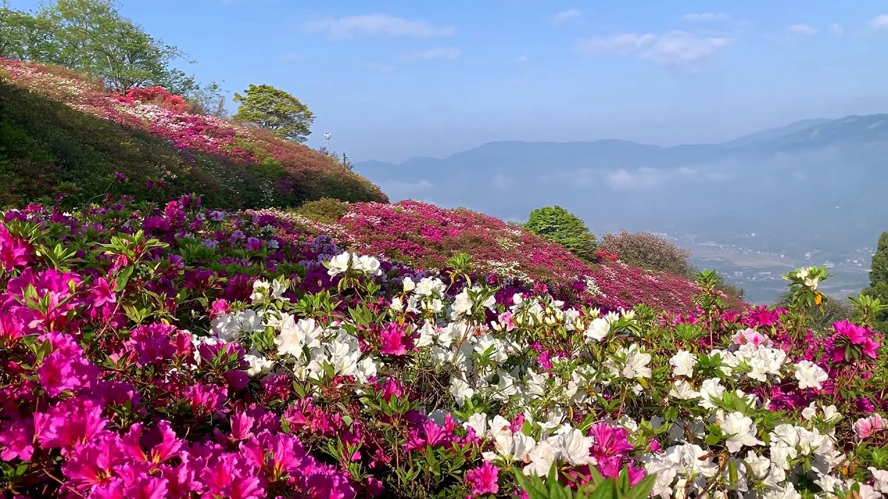 2020/05/01　冨士山公園のつつじ　絶景です！　～愛媛県大洲市～