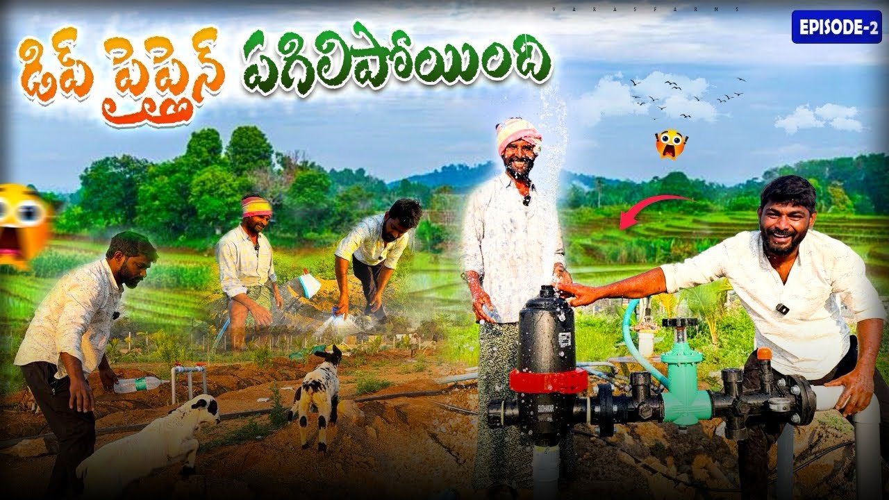 Varas farm లో తల్లి లేని గొర్రెపిల్లలకి బర్రె పాలు పెడుతున్నాము|varasfarm|