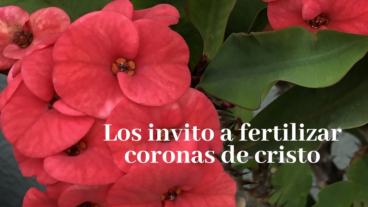 Los invito a fertilizar coronas de cristo