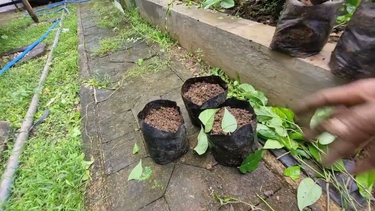 Awal Sukses Bertani Cabe Jamu Madura Dimulai dari Pembibitan