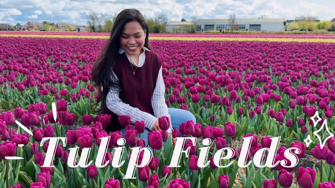 Tulip Fields in The Netherlands | Hillegom | Sea of Tulips