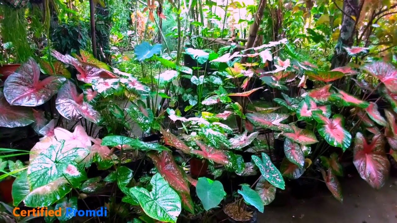 MY NEIGHBOR NATURAL GARDEN/ RAINFOREST USED TO BE/FAIRIES PLAYGROUND