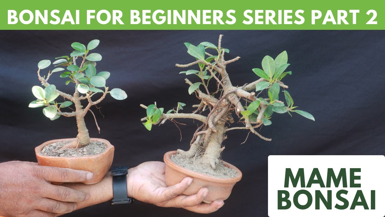 How to make mame bonsai? Bonsai for beginners series PART 2