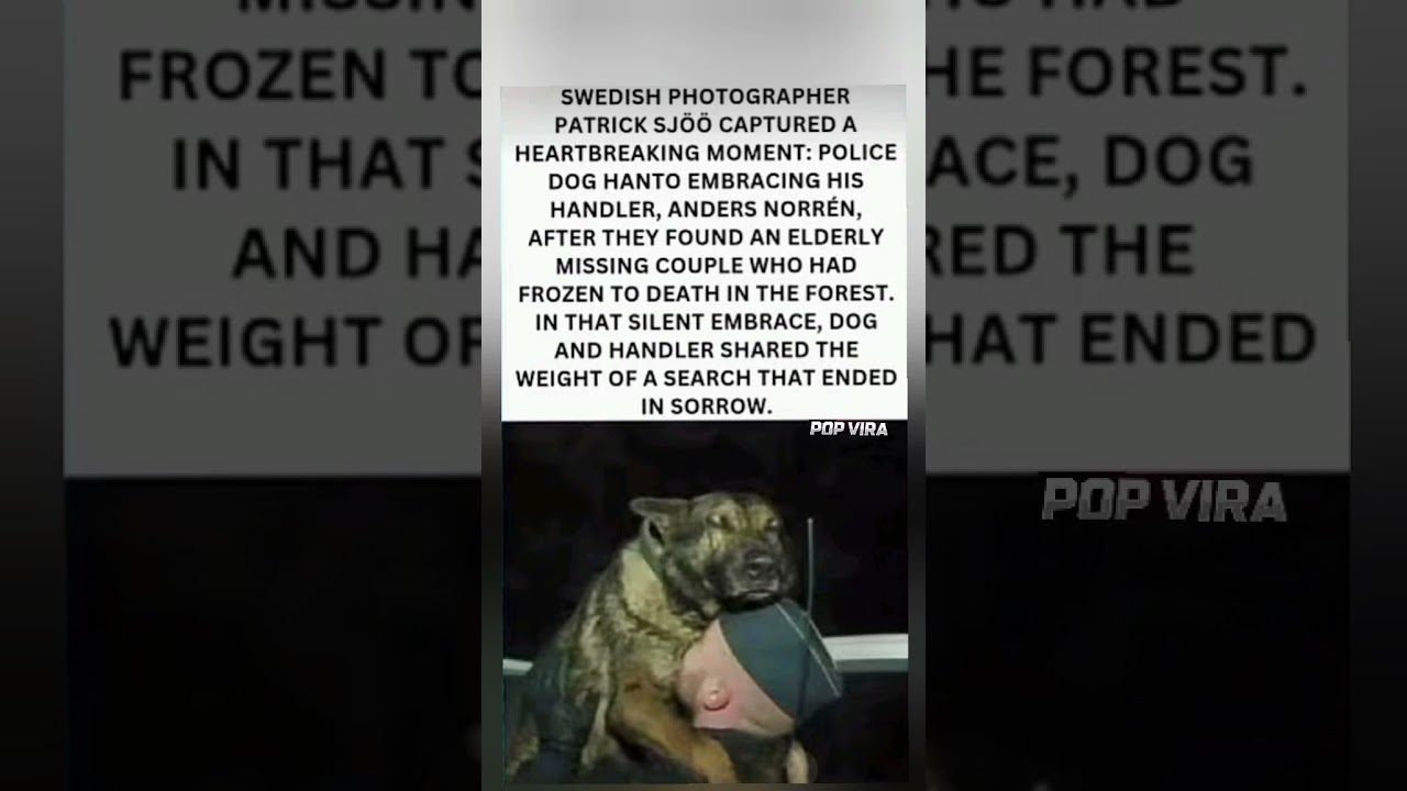 Police Dog Hanto Hugged His Handler After Finding The Worst News 😢 #popviral