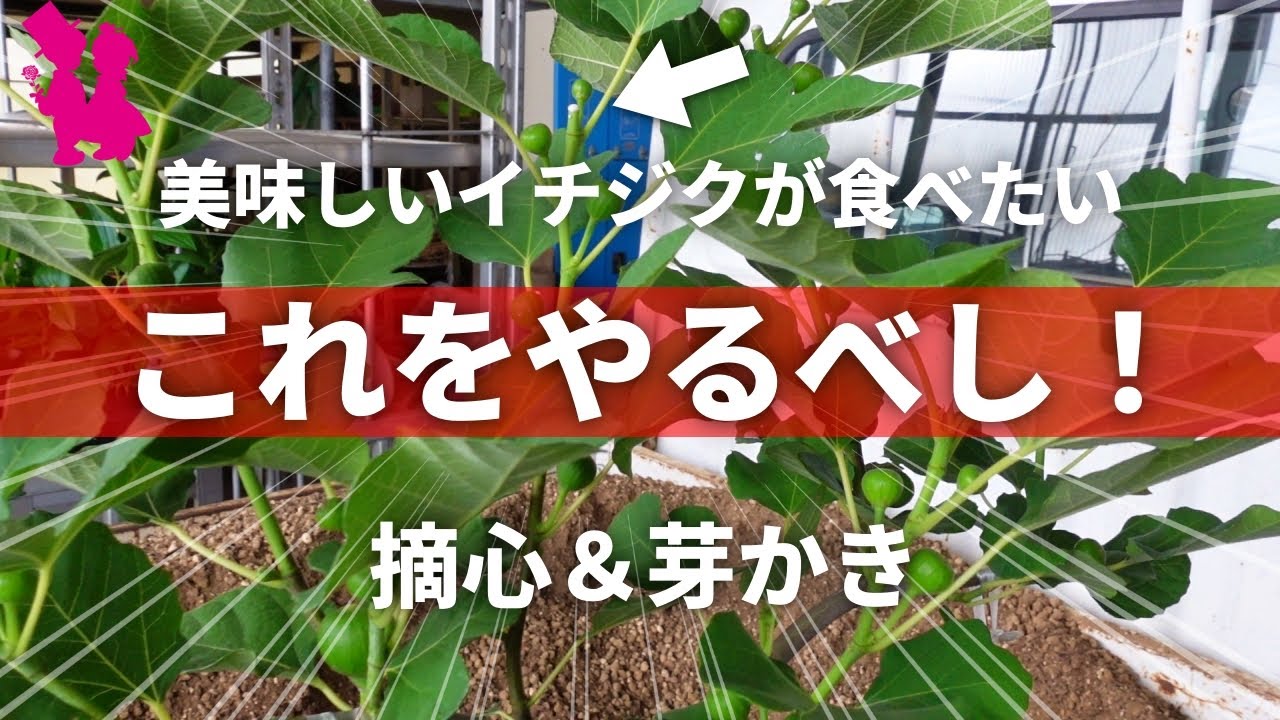 【イチジク】摘心と芽かきを園芸農家が実演解説！