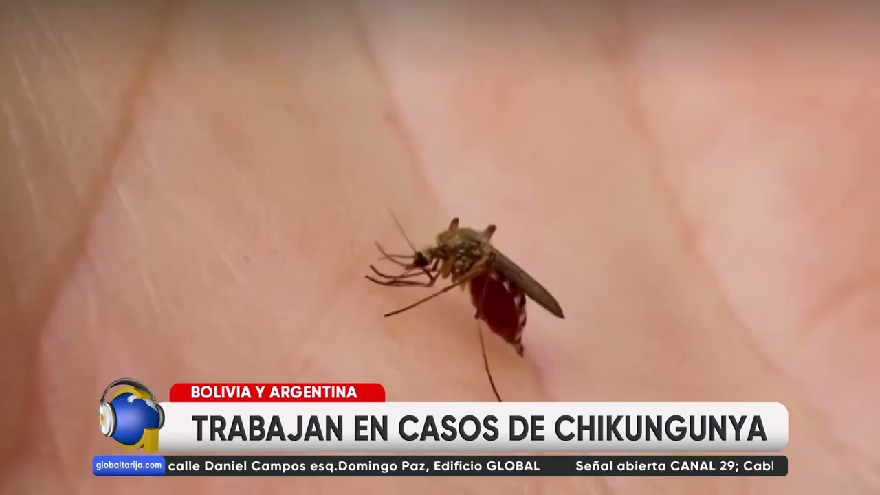 SEDES: CRECE CASOS DE CHIKUNGUNYA Y PIDEN HIGIENIZAR DOMICILIOS