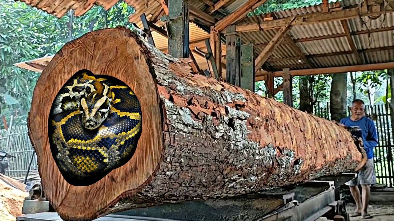 the mystery of the giant redwood in the sawmill