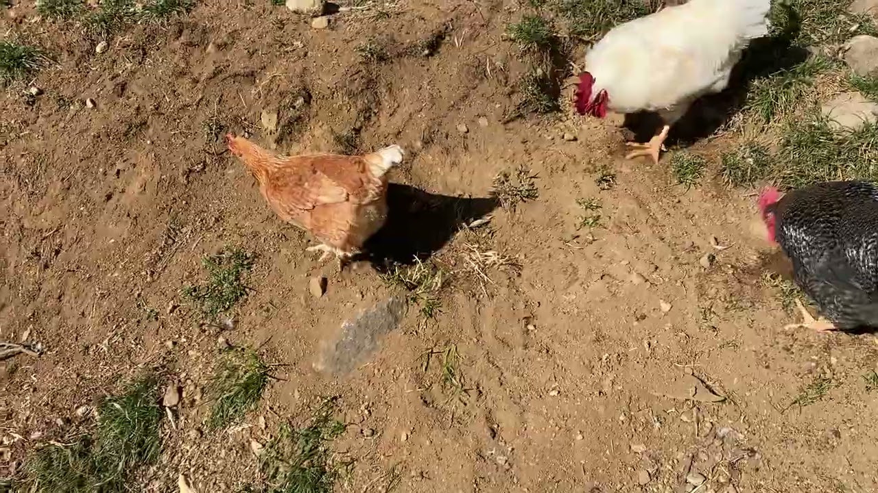 ララは羽根が生え変わって、しばらくは外に出なかったけど、落ち着いたようで最近はよく外に出て遊んでいる🥰
