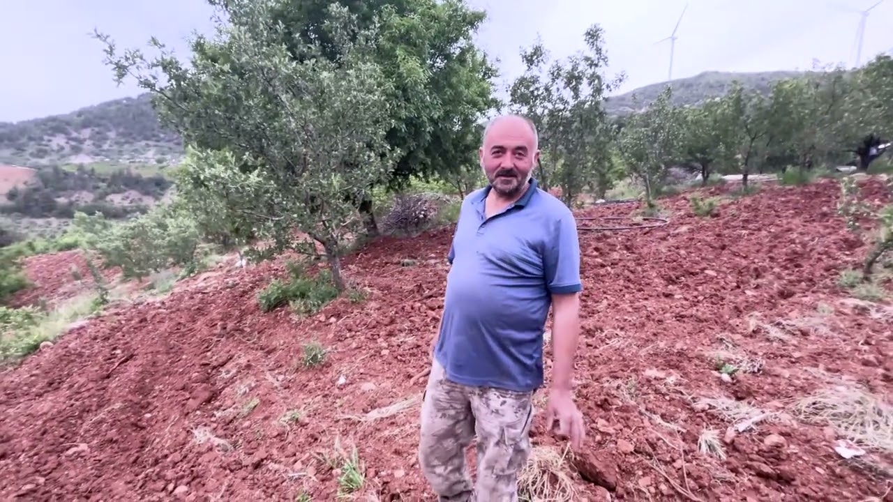 ALIÇ YETİŞTİRİCİLİĞİ 4 ( Hawthorn berry production )