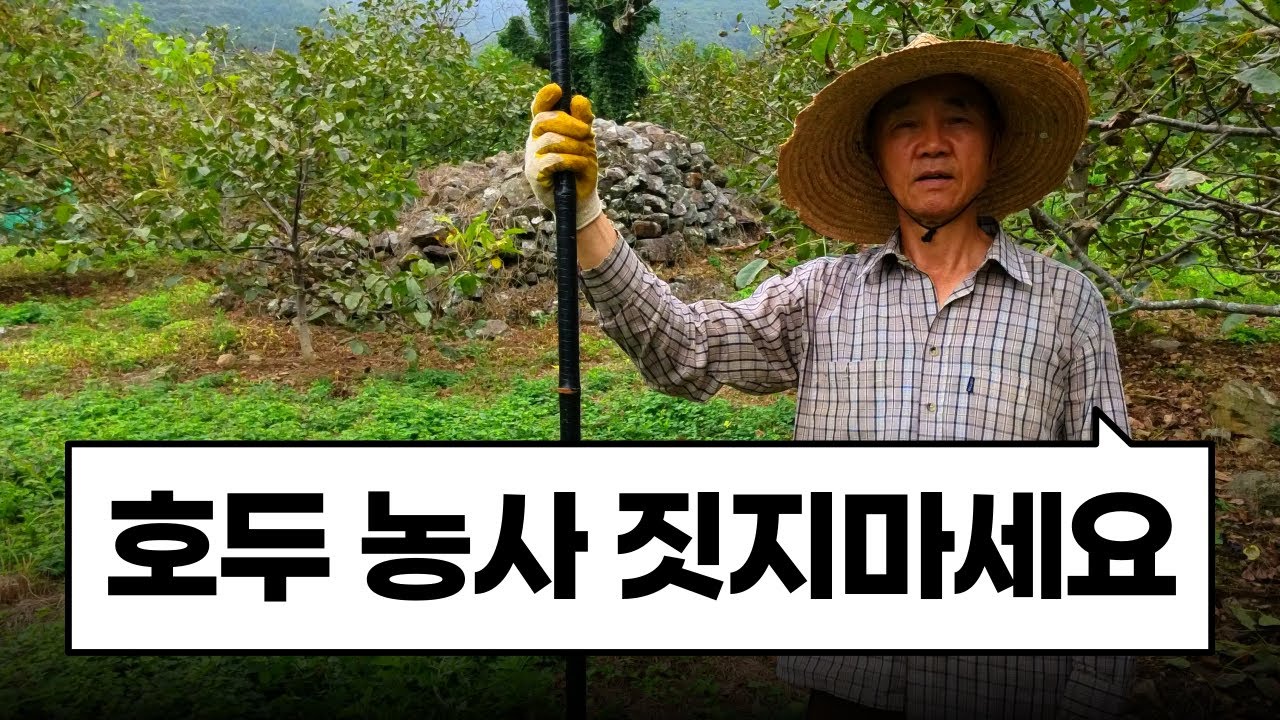 절대 호두 농사 짓지 마세요 ㅣ 호두 농사의 현실 ㅣ 유기농의 허와실