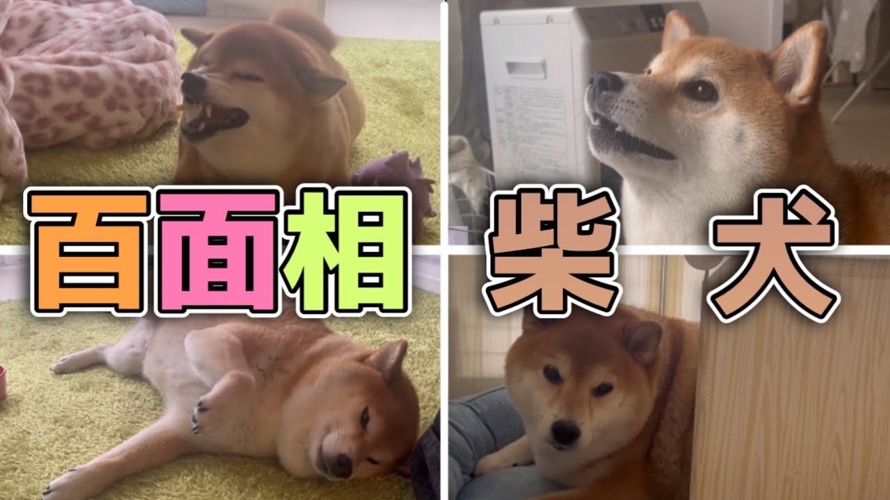 【毎日が癒し】いろいろな表情を見せてくれる柴犬がかわいすぎる。