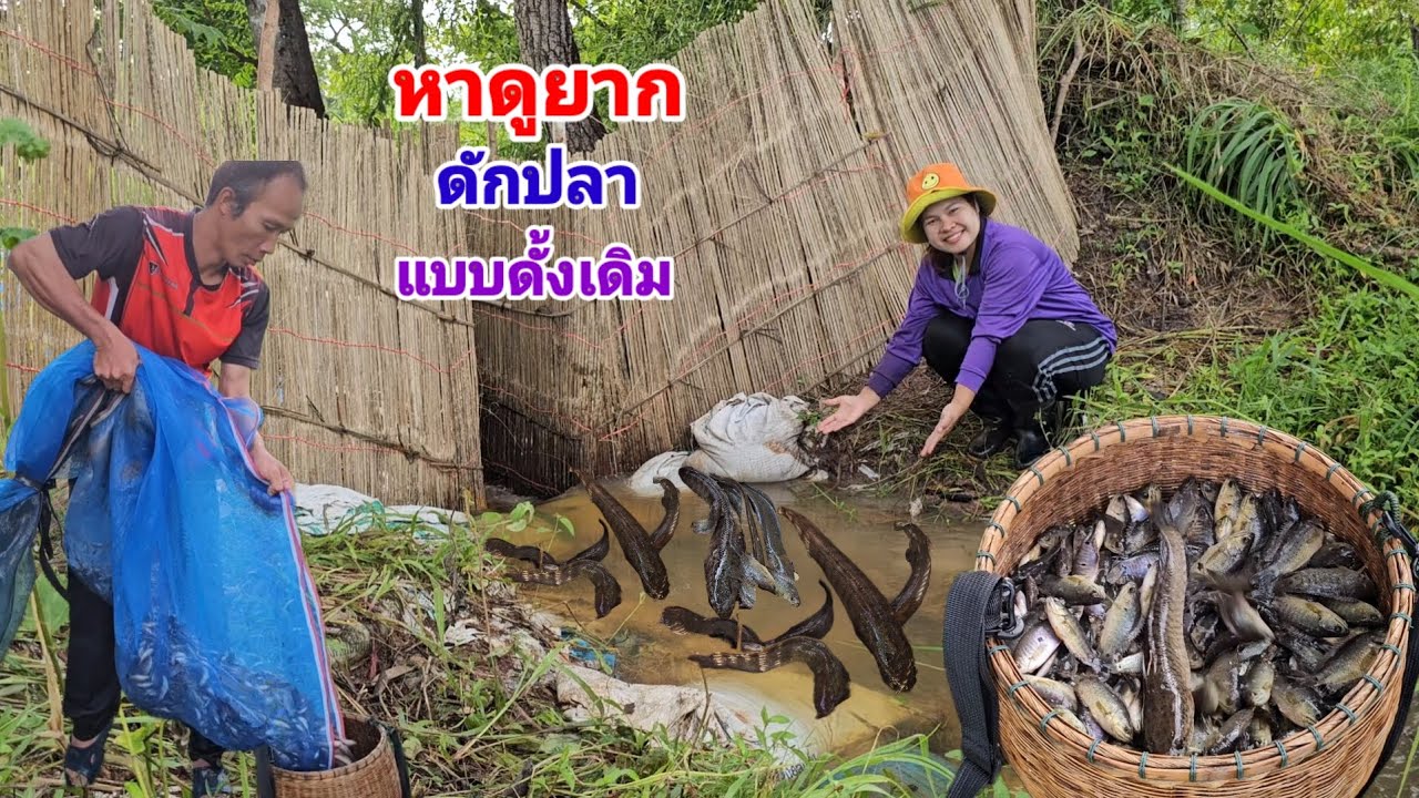 ยามหลี่ดักปลาจ้า! นับวันจะหาดูได้ยาก​ ดักปลาสูตรโบราณ​หนีไม่รอดสักตัว​ ดักสูตรนี้มีกินจนน้ำแห้งจ้า