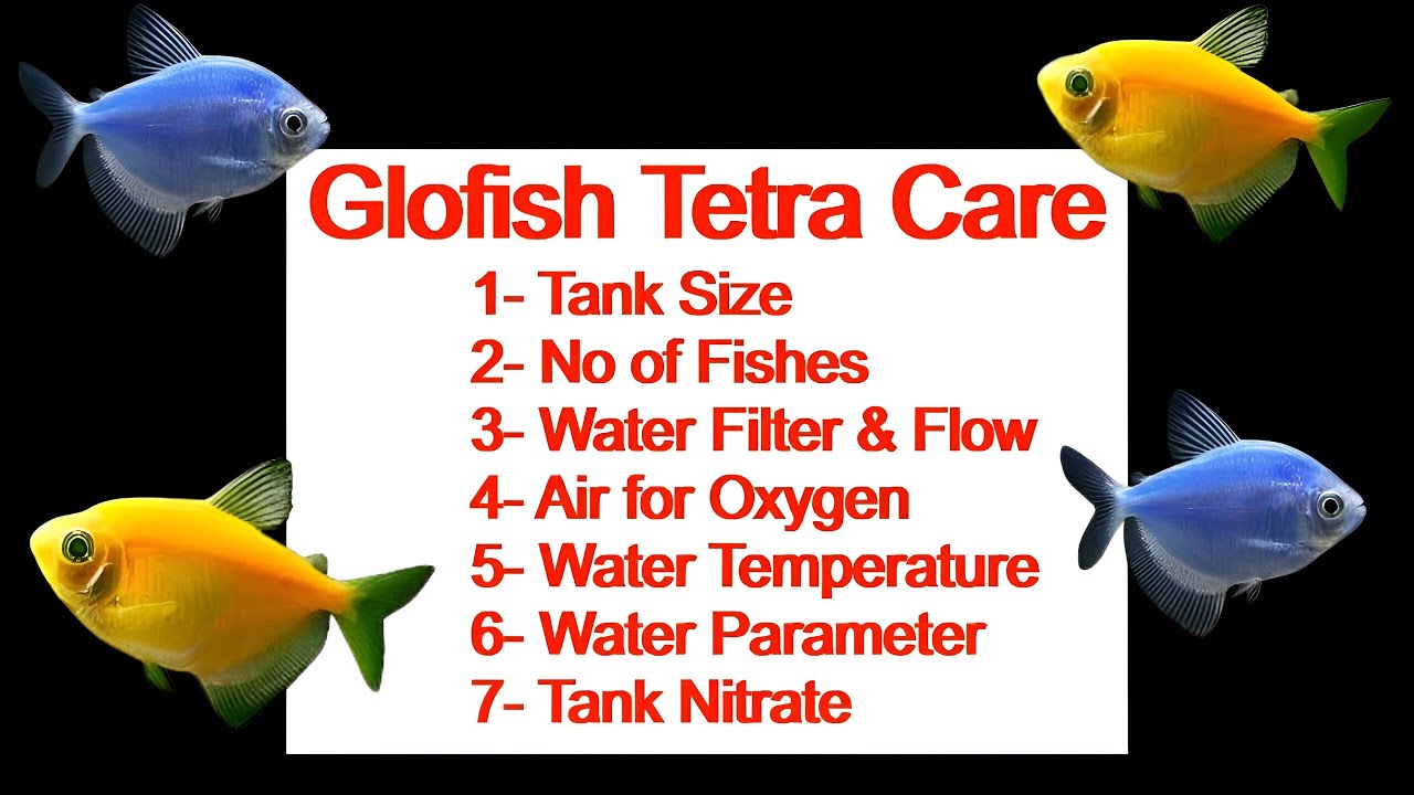 Glo Widow Tetra Fish Care | Glow Tetra Aquarium Guide | Urdu / Hindi