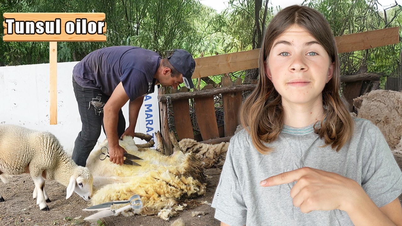 Tunsul oilor la țară! 🐏✂️