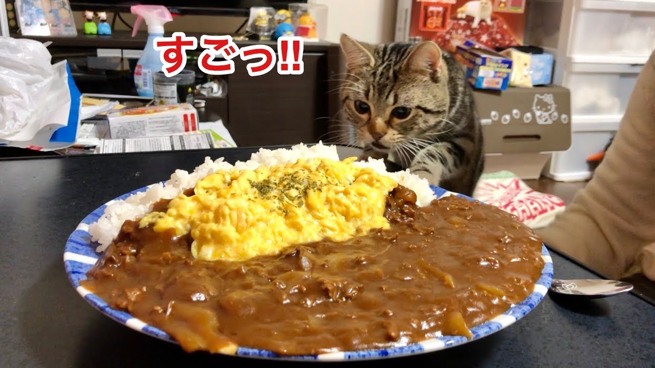 超巨大ハヤシライスの香りに耐えられずイタズラしにきてしまった猫ｗ