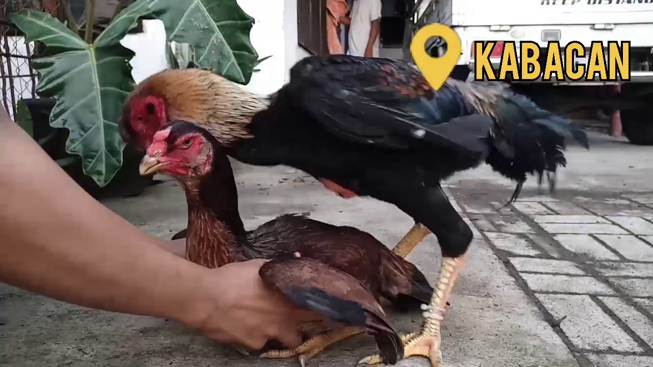 How to Breed a Chicken by Hand |  Master Breeder