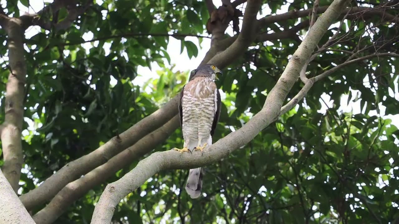 次生林一家/Ep52/0616/🍀🐣🐣0616 追松鼠 阿爸送餐找小孩