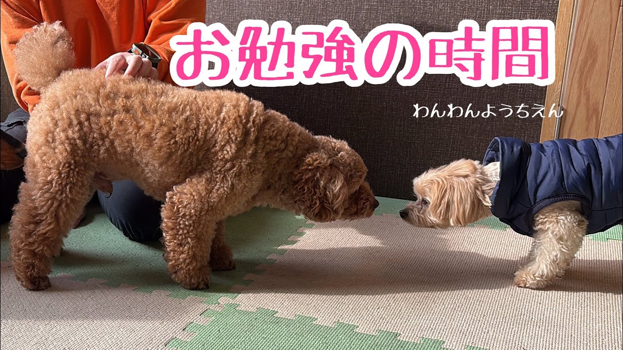 【犬の幼稚園】お家でもチャレンジ！筋トレ&脳トレエクササイズ！！
