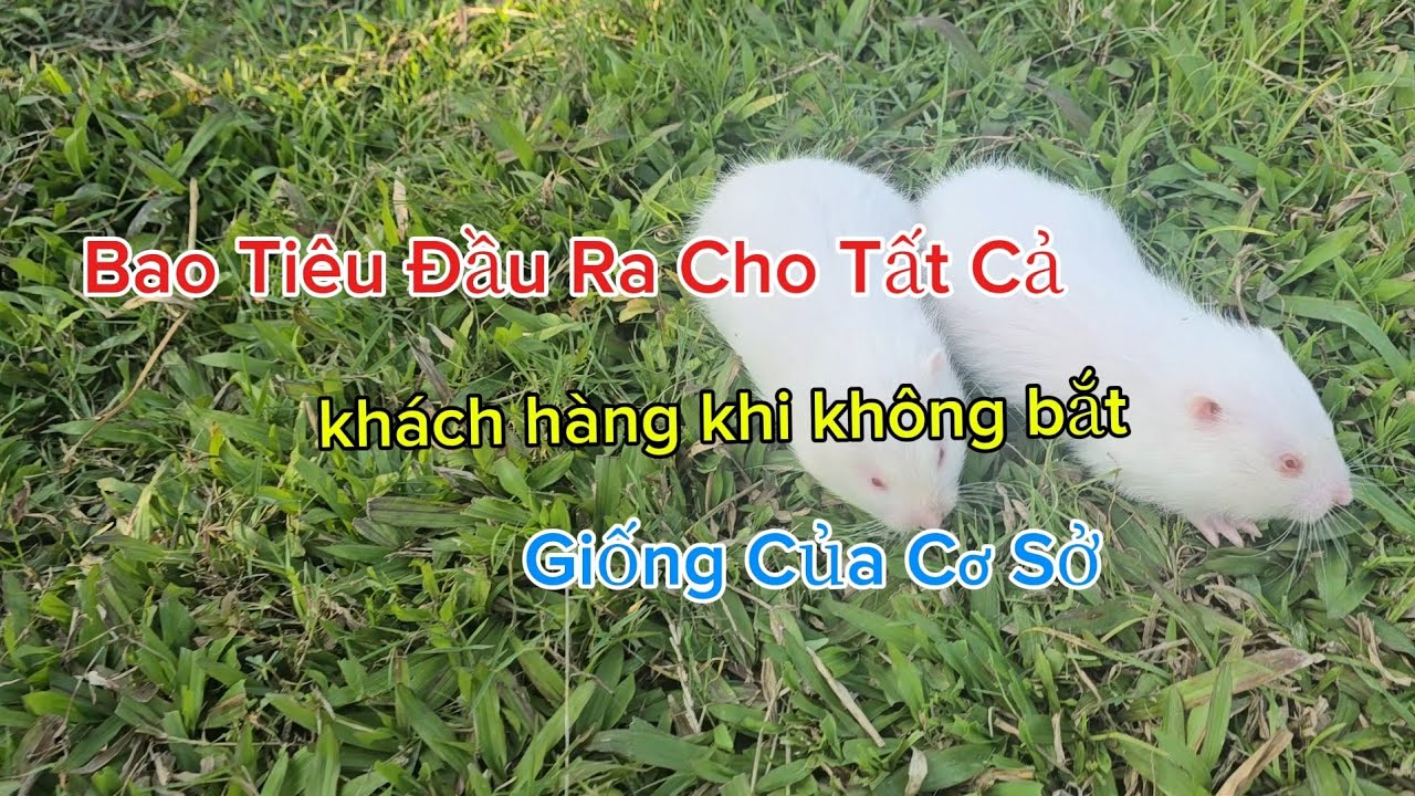 Liên Kết Các Hộ Chăn Nuôi - Bao Tiêu Sản Phẩm Cho Người Mới Bắt Đầu !