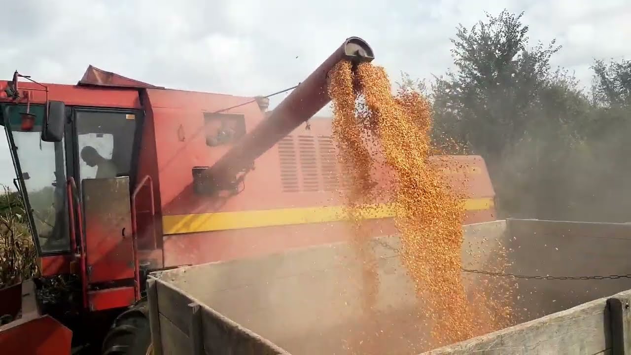 Žetva kukuruza 2023  -  Dobar prinos