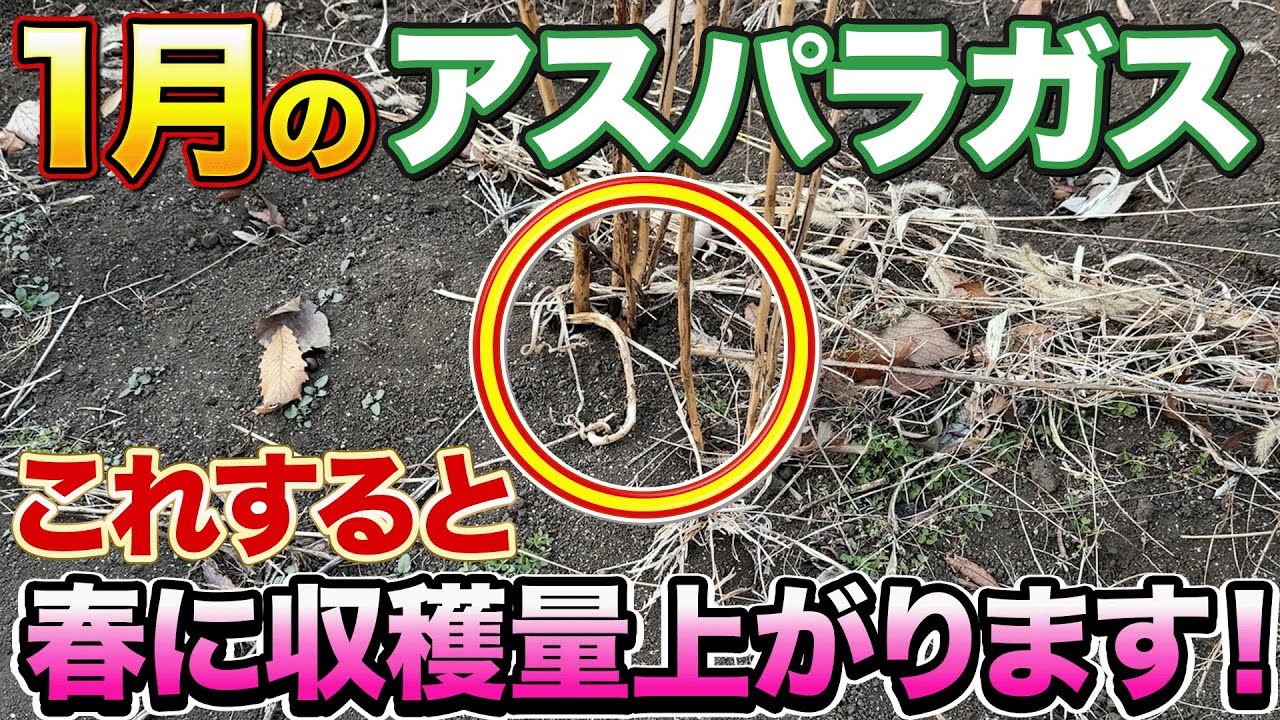 【冬の管理が重要】アスパラガス栽培で今の時期にコレやると大きくて良いものが採れます