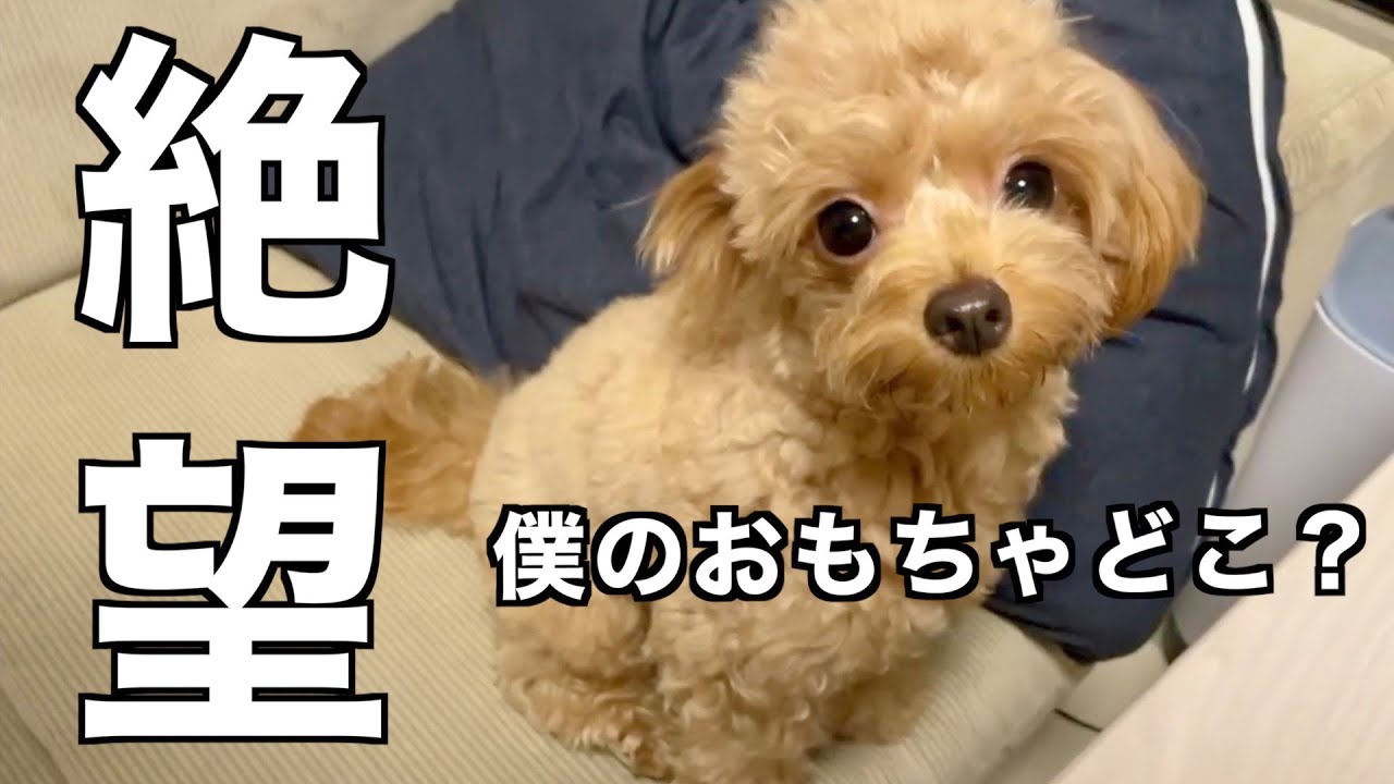 お気に入りのおもちゃを捨てられて現実を受け入れられない犬【多頭飼い】