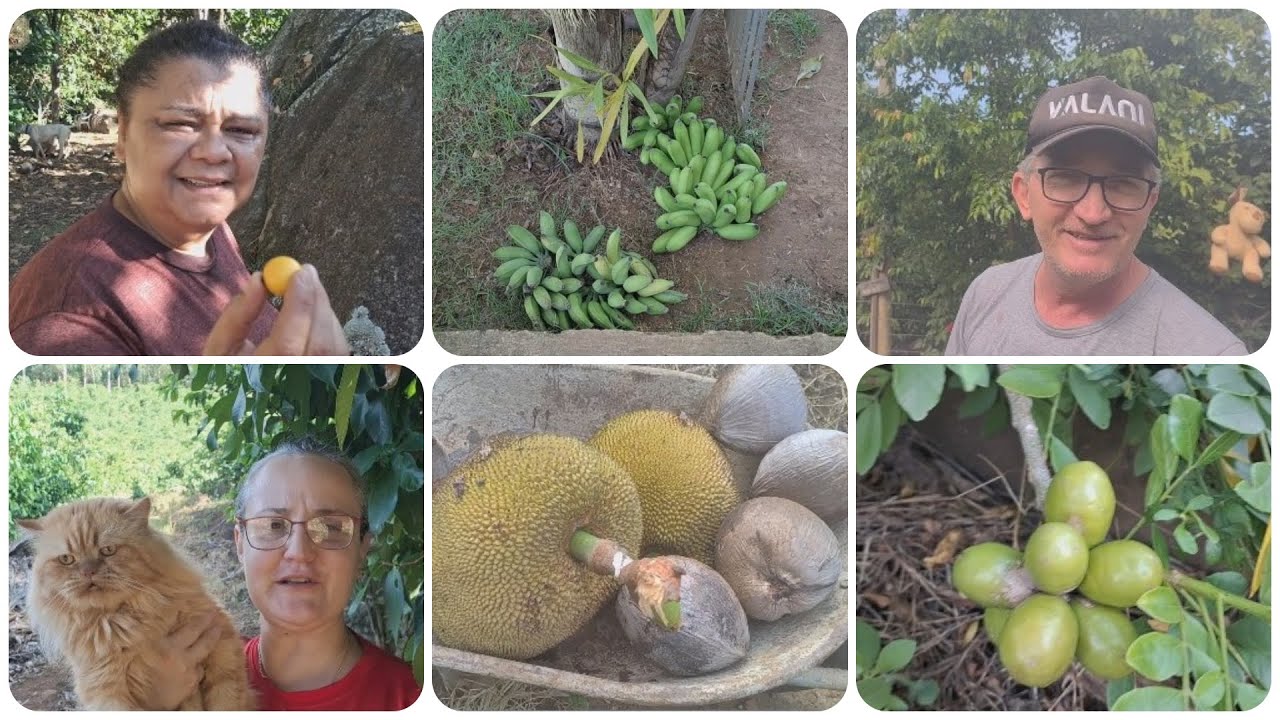 FARTURA DE FRUTAS E COLHEITA COM NOSSO AMIGO #chácaracheirodevida #elizangela_patrocinio #frutas