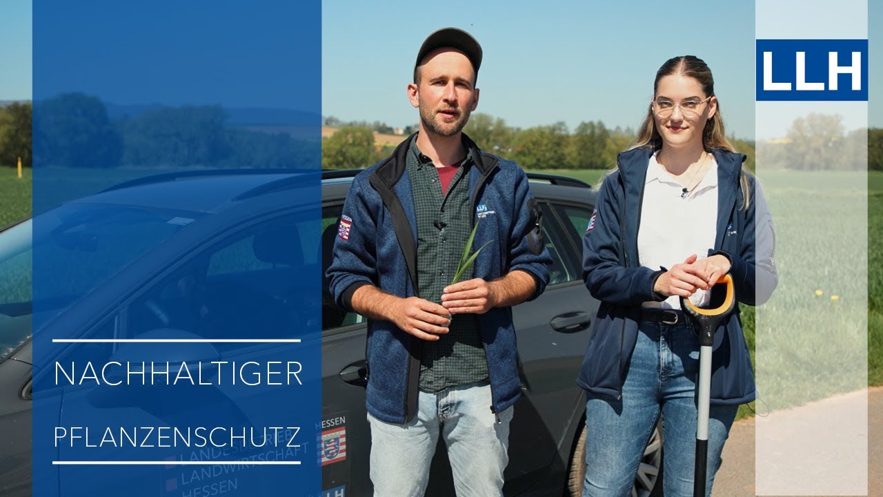 Gesunde Sorten und Pilzkrankheiten im Winterweizen