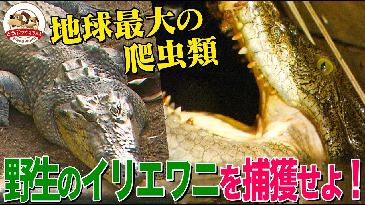 【緊迫】3メートル超！野生の巨大イリエワニの捕獲作戦に同行！危険な湿地帯でワニの卵を調査せよ（完全版）【どうぶつ奇想天外／WAKUWAKU】