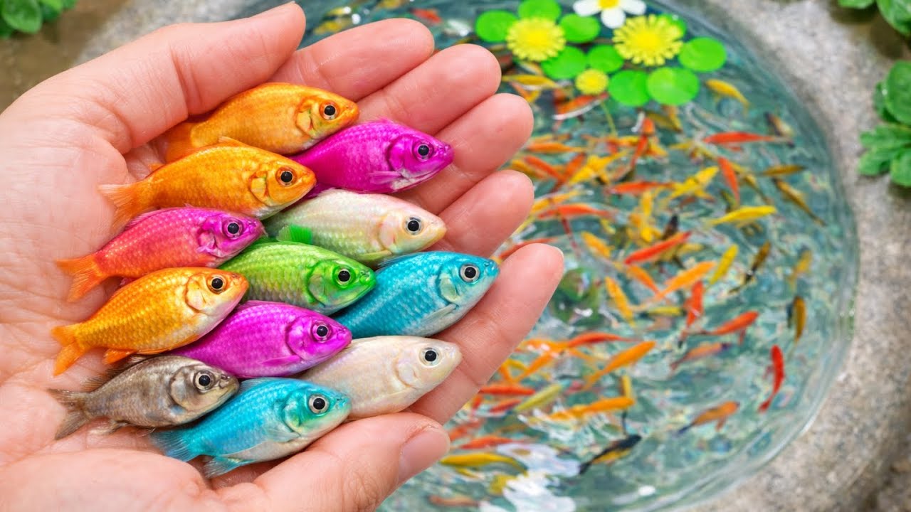 Catch beautiful aquarium fish in small pond #fishing #fish 