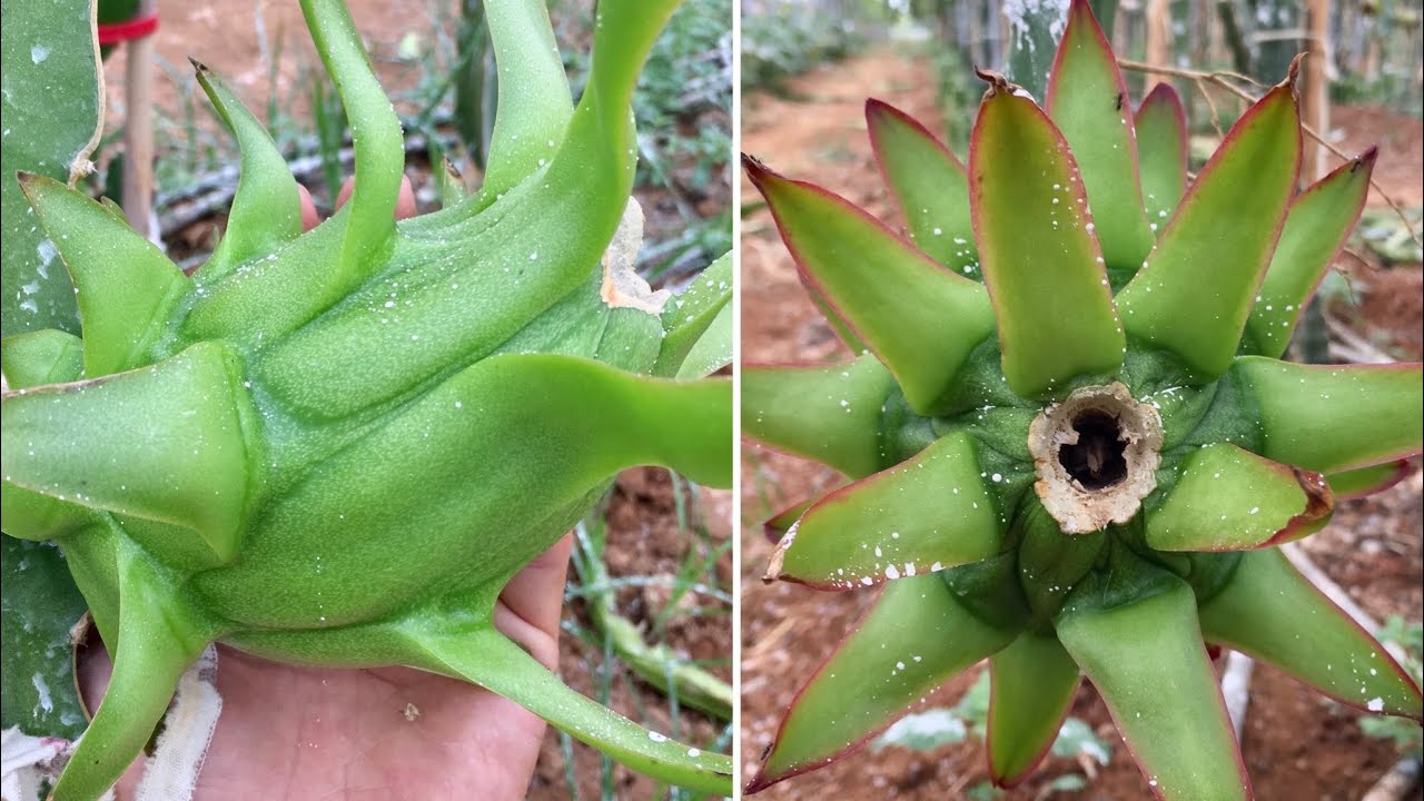 3 Easy Ways to Get Big Dragon Fruits / Pruning Dragon Fruit Trees